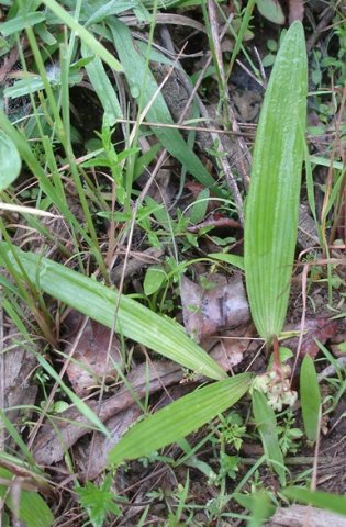 Ledebouria cooperi versatility